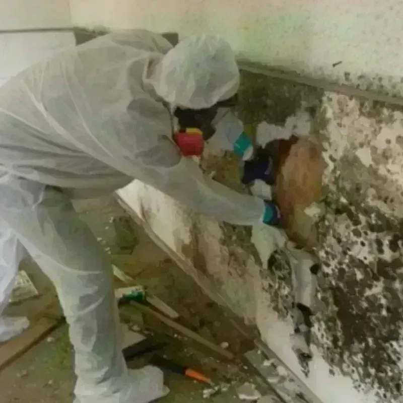 Mold Remediation and Removal in Menasha, WI